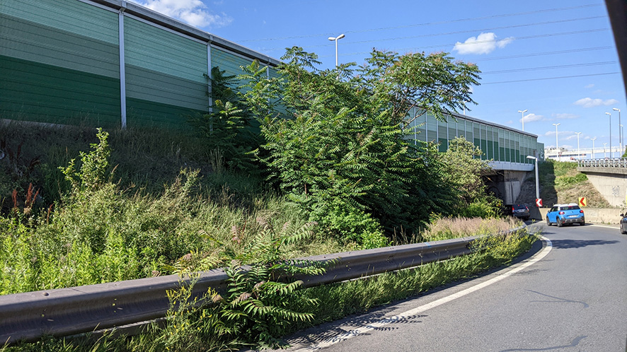 Ailanthus altissima
